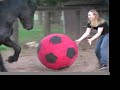 goaaaaaaaaaaaaaal! we hope you enjoy this little bit of fun, featuring our playful friesian boys nico and seppe (aka cadenza), in 2008.