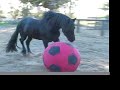 goaaaaaaaaaaaaaal! we hope you enjoy this little bit of fun, featuring our playful friesian boys nico and seppe (aka cadenza), in 2008.