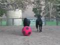 View Video