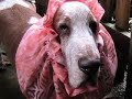 Basset Hound Spring Snood Line Basset Hound Spring Snood Line