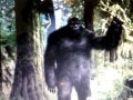 Click here to watch this video Bigfoot hair sample