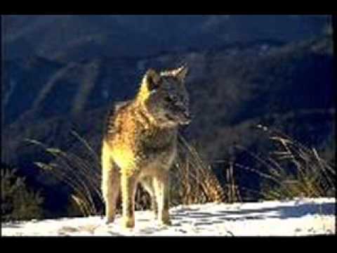 Video de She Wolf (Deeplick edit) de Shakira