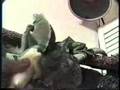 Charge Of The Hungry Iguanas