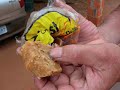 Marrom Açúcar Marrom Açúcar