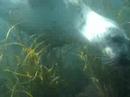 Trip to Lundy Island 2006 with Teign Diving Centre 2