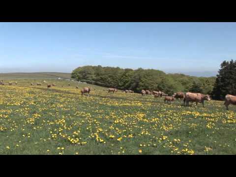 Aubrac. - avec la ferme VALADIER 2 troupeaux de vaches Aubrac vont à l'estive accompagnés par les amis. C'est aussi l'occasion de gouter à l'aligot dans le buron...