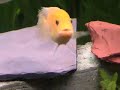 red zebra fish biting at his reflection. funny!