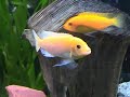 red zebra fish biting at his reflection. funny!