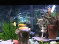 red zebra fish biting at his reflection. funny!