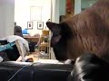 Meowing at YouTube