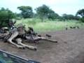 Vultures eating giraffe 