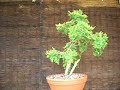 Chinensis old gold Chinensis old gold