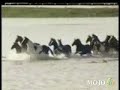 Resgate de uma manada de 200 cavalos na Holanda