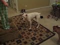 Tater vs laser pointer
