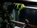 Morelia viridis: exemple d'attaque d'un serpent NC...