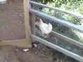 Homesteading-Chicken coop and run setup
