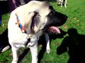 Kangal, Dortmund Westfalenhalle, Kangal-Dog.de treff