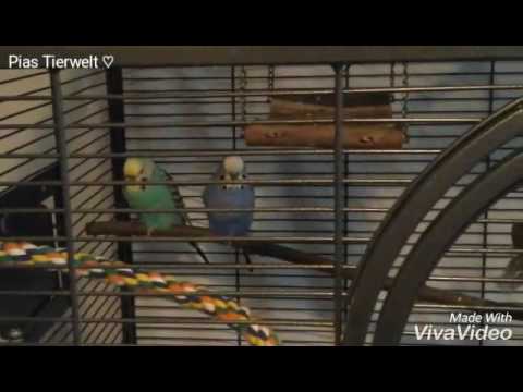 Wie bringt man Reptilien zum TA?