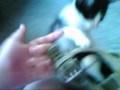 My aunt's kitten's fighting!!!!!