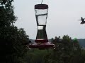 HUMMINGBIRDS