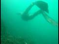 videos de Sargos na espuma em Sagres