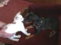 videos de Mitsy's last escape!