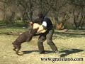 Dobermann Tahi Reme Gerett. Protection training. Dobermann Tahi Reme Gerett. Protection training.