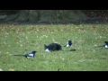 www.wildirishswan.com - Irish Wildlife Photography By Paul Hughes. An unusual moment between Catherine the cat and wild magpie birds.