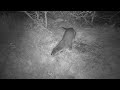 Spypoint HD-12, Black Flash night vision wildlife footage