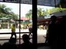 Nong Nooch show out side elephant show part 2