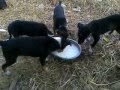 Cute puppies feeding themselves near the house of Siddhaswarupananda Pal