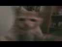Animal\ Animal\