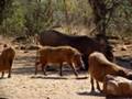 videos de Warthog 2