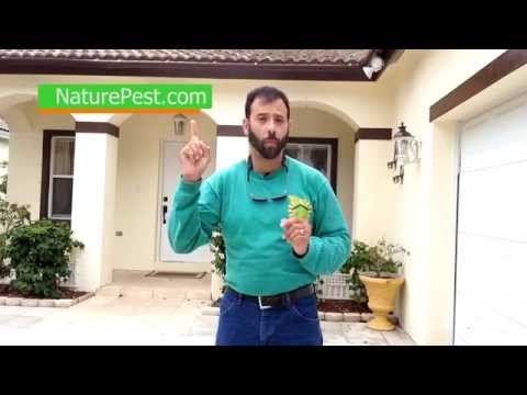 how to control ghost