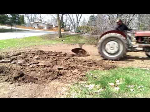 how to grow ozette potatoes