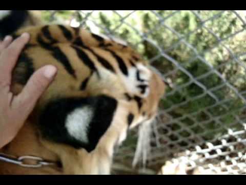 tigress %