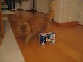 Alexander and a treatbox Alexander and a treatbox