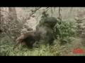 Mexican cartels running pot farms in U.S. national forest 1