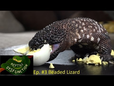 YouTube reptile video