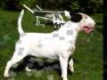 videos de GOHETES BULL TERRIER