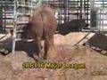 Toros de Carne - Red Angus - Major League