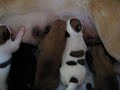 Hundewelpen 1 Woche alt Hundewelpen 1 Woche alt