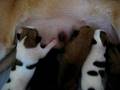 Hundewelpen 1 Woche alt