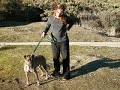 adopt-a-shelter-cat-or-dog.html