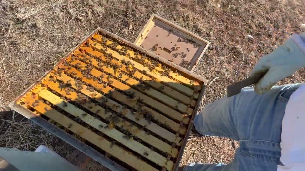 Over Winter Bee Hives