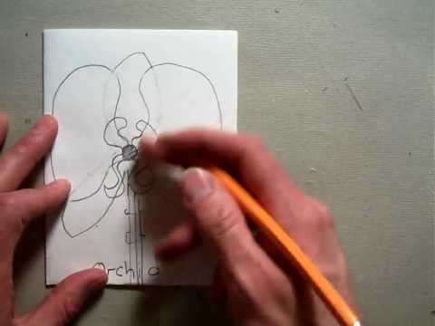 how to draw orchids