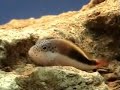 Paracirrhites forsteri