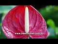 Ninderry Nursery for trees and plants, Palms and Shrubs