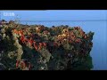 BBC: Cuban Red Crab Invasion - Wild Caribbean