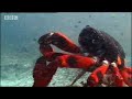 BBC: Cuban Red Crab Invasion - Wild Caribbean